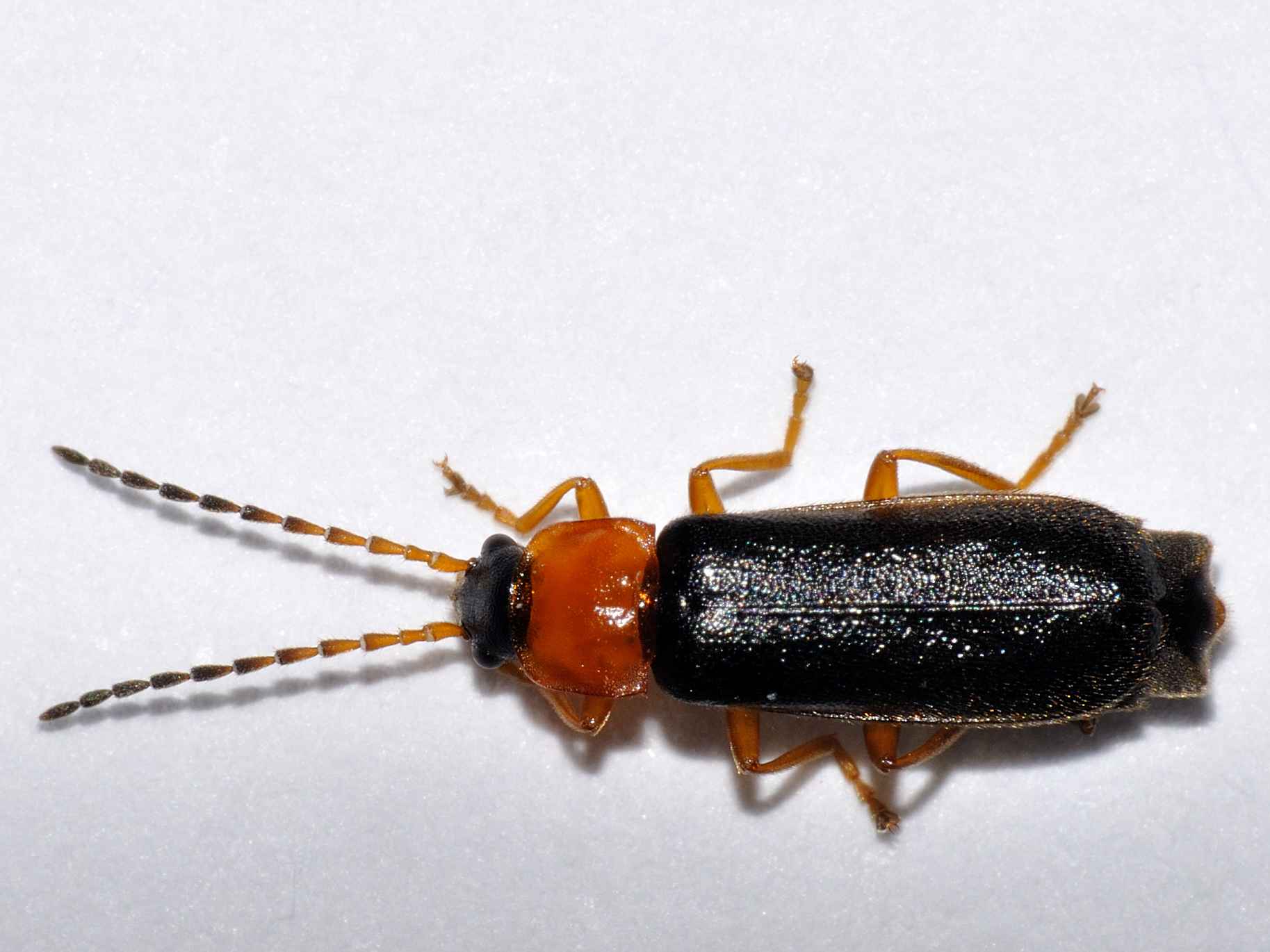 Cratosilis denticollis (?) (Cantharidae)